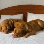 Dogue De Bordeaux funny couple in the bed