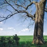Tree with Field in Background in Gallatin, TN | Stratos Jet Charters, Inc.