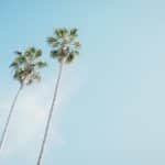 Palm Trees in Hayward, CA | Stratos Jet Charters, Inc.