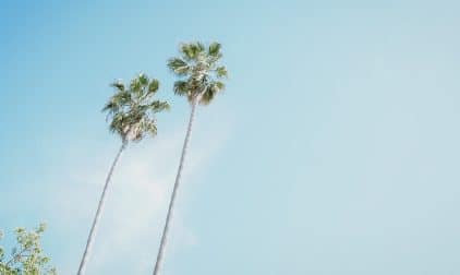 Palm Trees in Hayward, CA | Stratos Jet Charters, Inc.