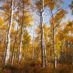 Aspen trees in fall