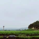 Napa Valley During Summer | Stratos Jet Charters, Inc.