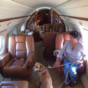 5 Important Tips for Flying with Dogs in Private Planes
