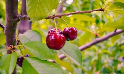 Berries on Tree in Traverse City, Michigan | Stratos Jet Charters, Inc.