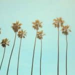 San Carlos, CA Palm Trees | Stratos Jet Charters, Inc.