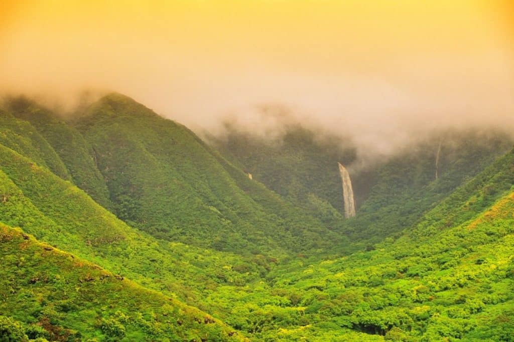 Rain forest in Molokai, HI