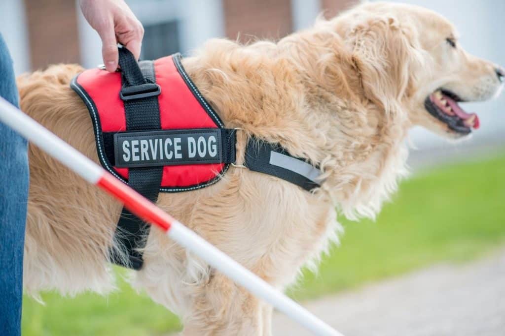 emotional support animal, service dog