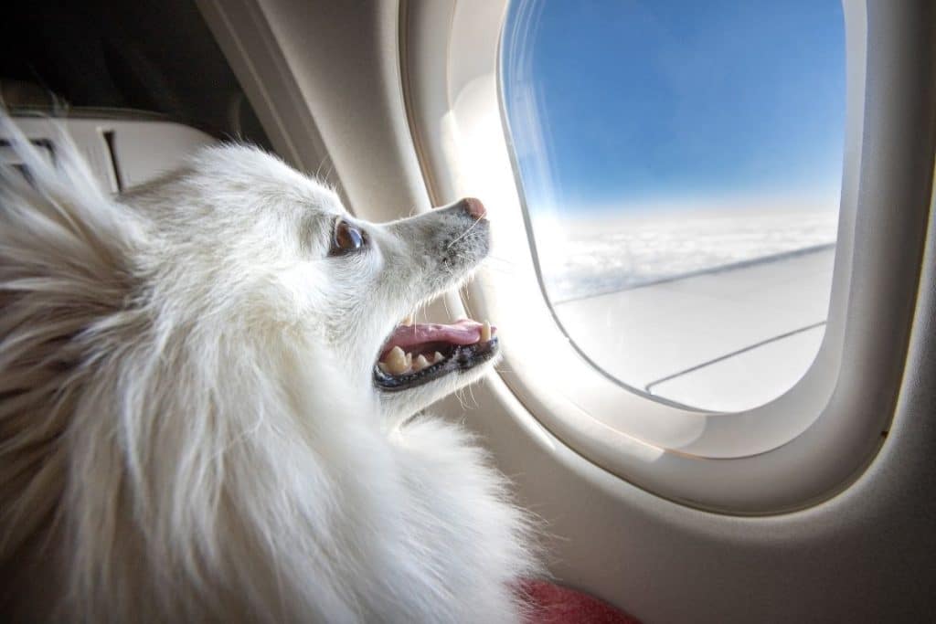dog looking out private jet window