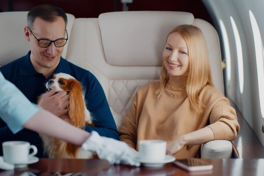 dog and owners on private jet