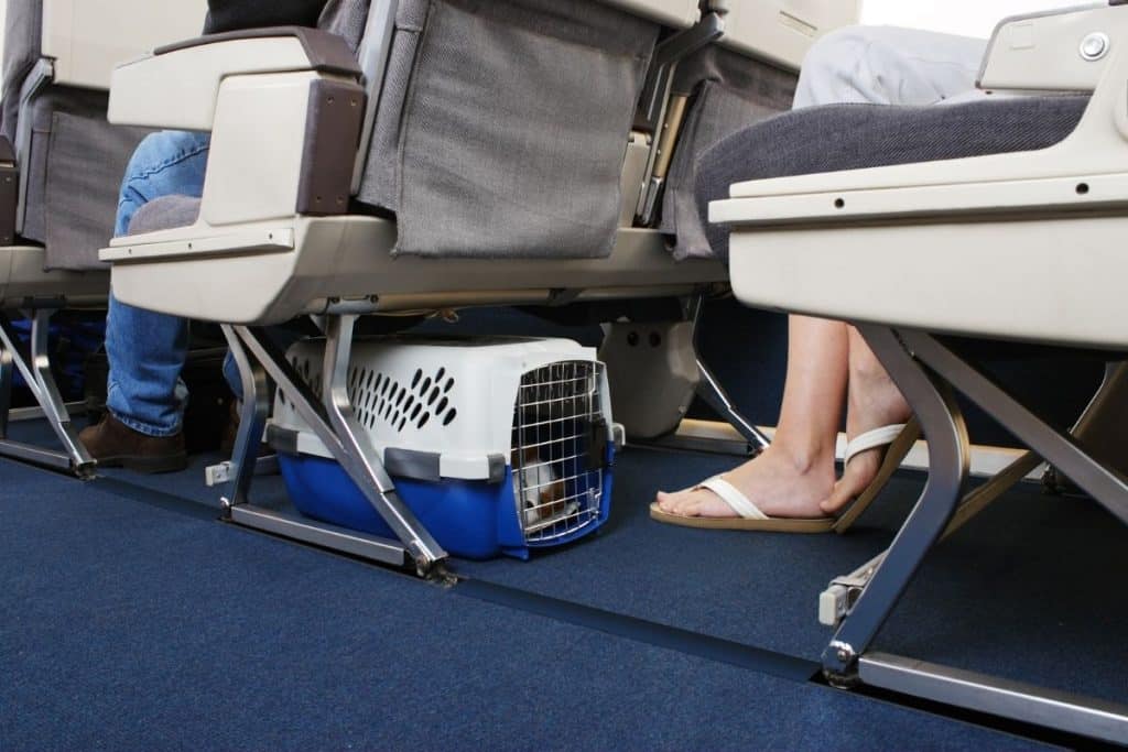 pet in crate under seat on commercial flight