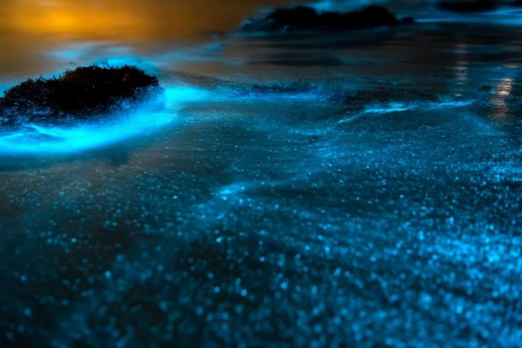 Bioluminescence in water at night