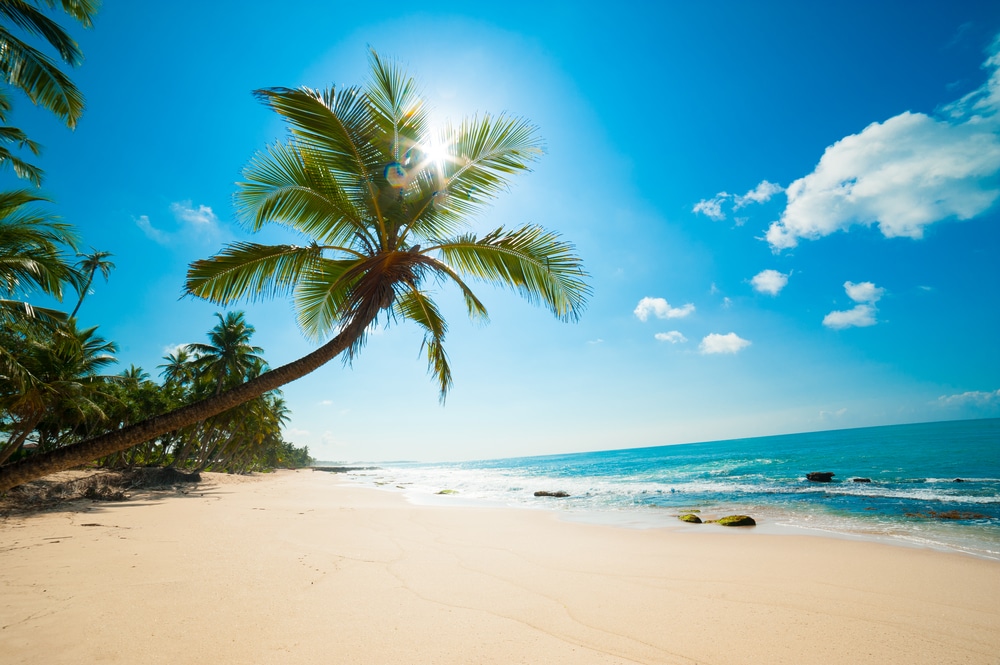 A palm tree reaches high above a white sand beach in Hawaii.