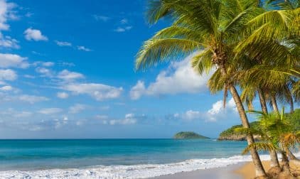 A palm tree reaches towards a blue sky above a white sand beach and blue ocean water.