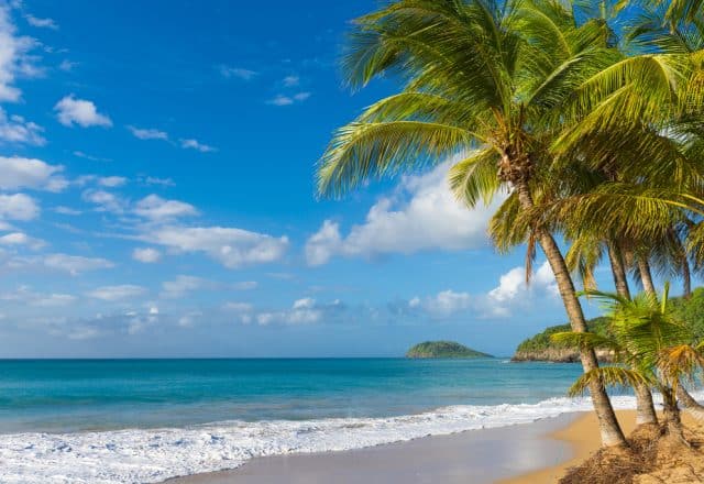 A palm tree reaches towards a blue sky above a white sand beach and blue ocean water.